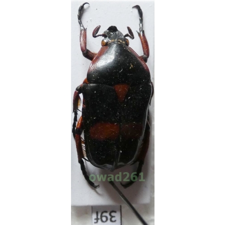 Heterorrhina paupera (Mohnike, 1873) male Philippines39f